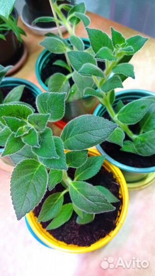 Колерия Selby