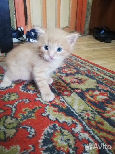 Котик 1 месяц, в добрые ручки