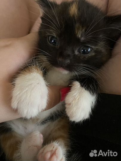 Кошки бесплатно