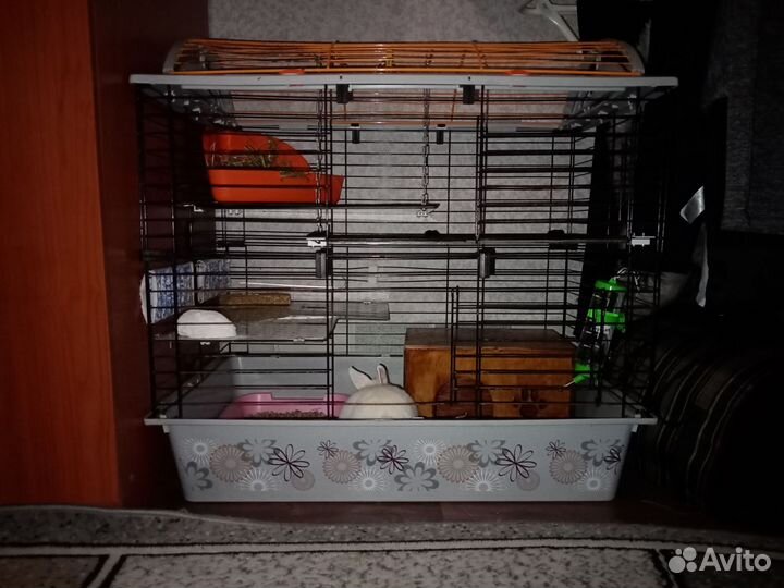 Отдам кроликов гермелинов