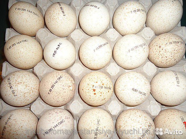 Инкуб-е яйцо сезон 2023 несушки индюки ит.д Европа