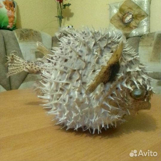 Чучело рыба фугу