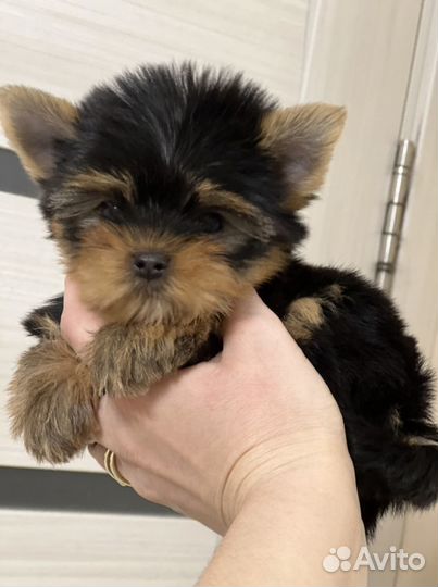 Йоркширский терьер