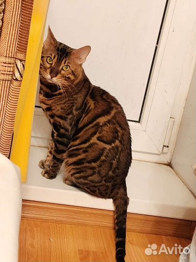 Бенгальский кот