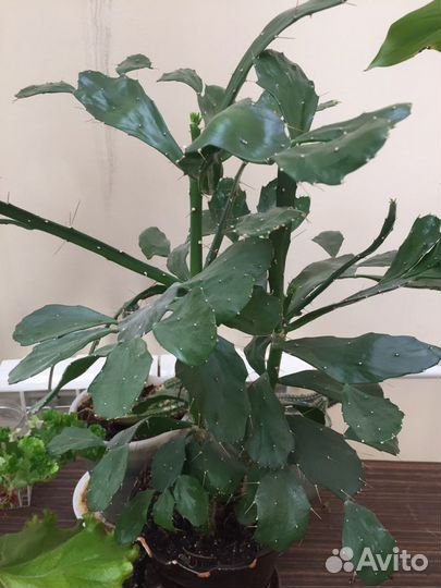 Опунция и молочай