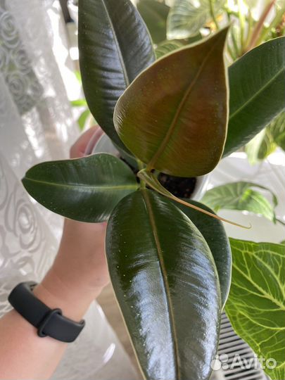Фикус Мелани