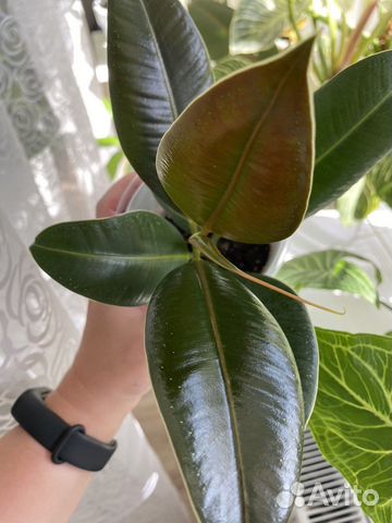 Фикус Мелани