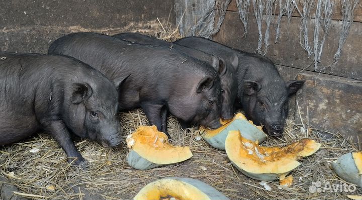 Вьетнамские вислобрюхие поросята