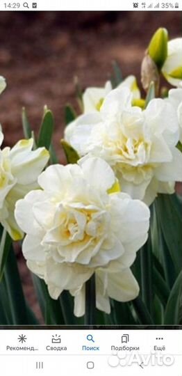 Луковицы нарциссов Обдам