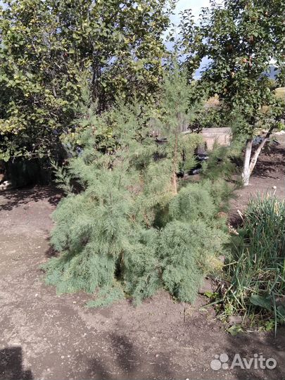 Реализация саженцев декоративных пород деревьев