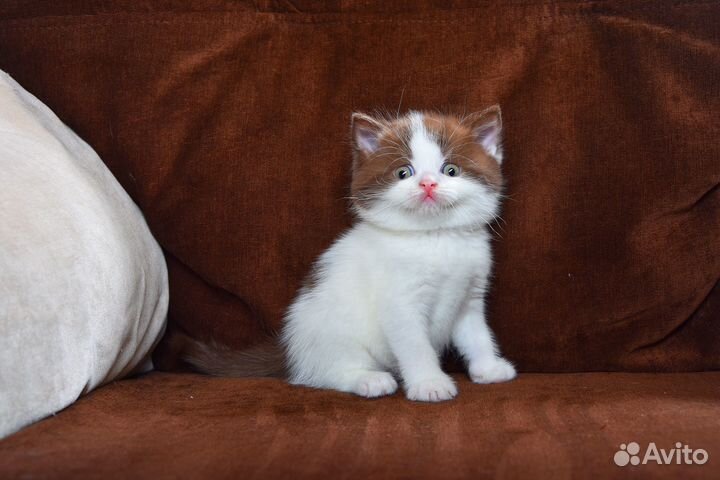 Британский шоколадный арлекин