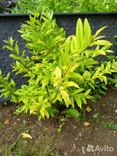 Многолетники садовые