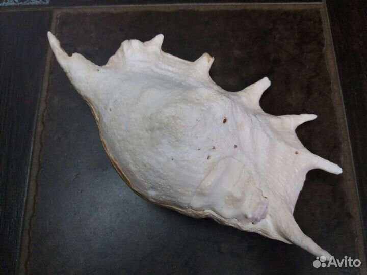 Ракушка, раковина Lambis trunkata, морская звезда