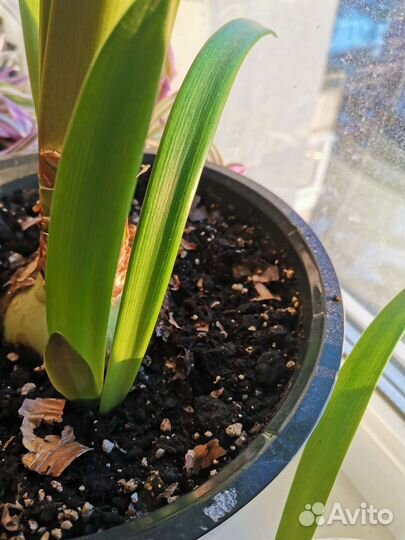 Гиппеаструм