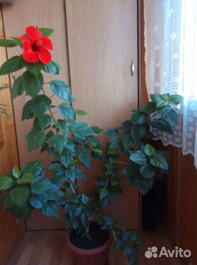 Гибискус китайская роза