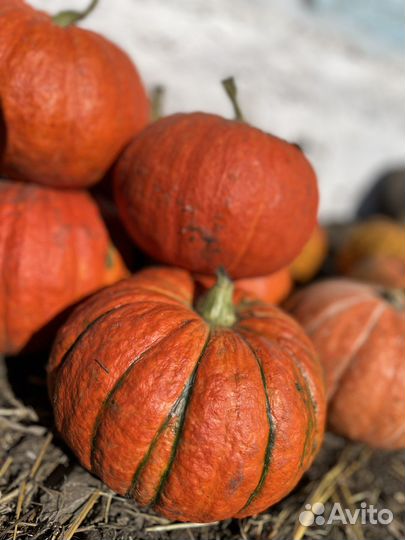 Тыква сладкая-десертная (медовые)