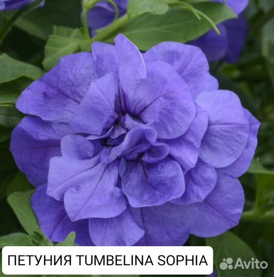 Петуния tumbelina sophia/priscilla/diana