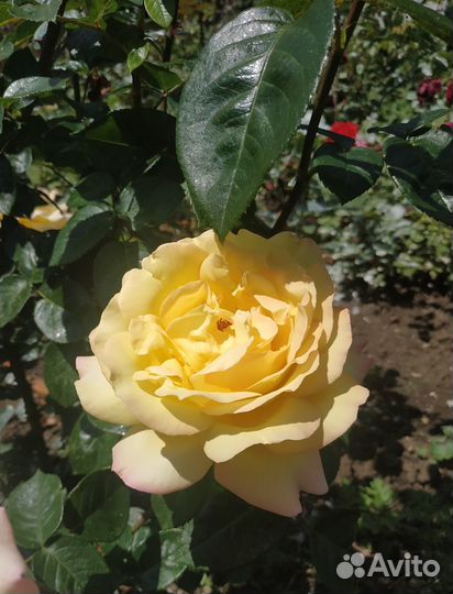 Роза Глория Дей, Темно алая роза