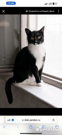 Кошкам нужен дом