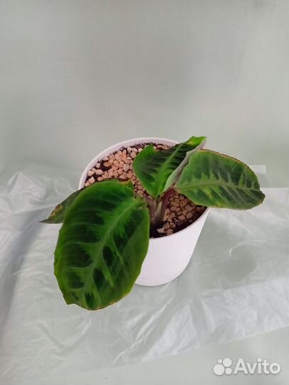 Комнатные растения, часть 5