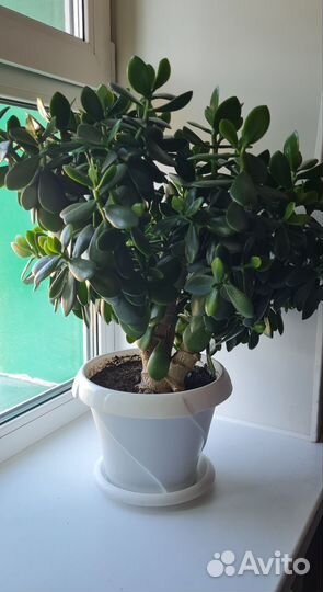 Крупные шефлеры и толстянка. С кашпо