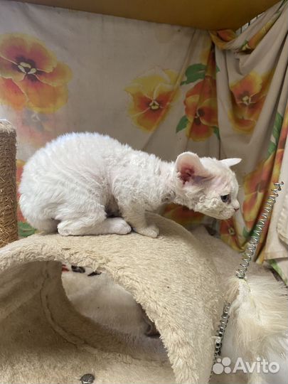 Девон-рекс кошка