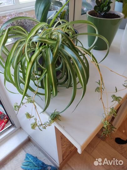 Хлорофитум кудрявый