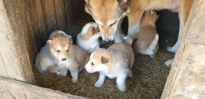 Щенки западно сибирской Лайки
