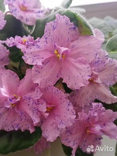 Фиалки. Лист на срез