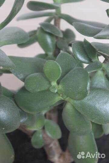 Толстянка-Денежное дерево 60 см
