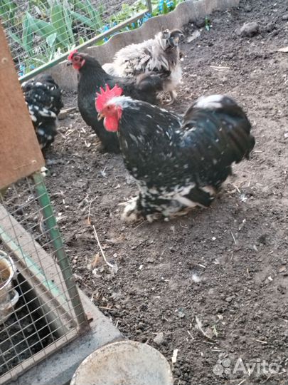 Инкубационное яйцо карликовый кохинхин и Бентамка