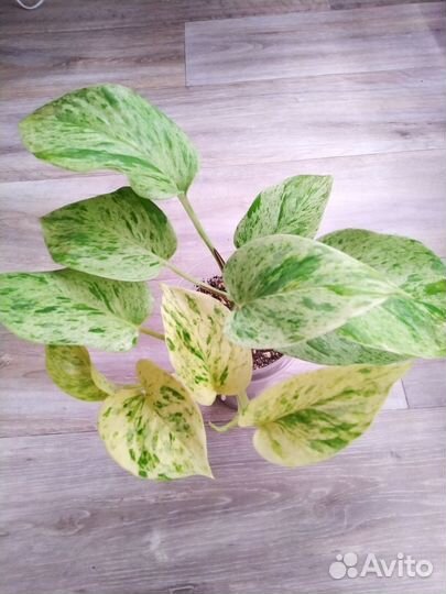 Сингониум, сциндапсус, эпипремнум