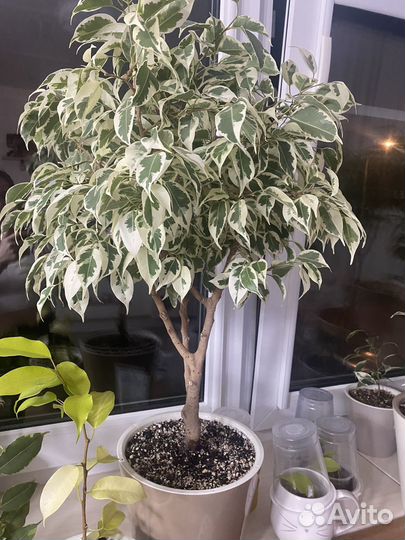 Фикус бенджамина твай, голден кинг, гантель, неон