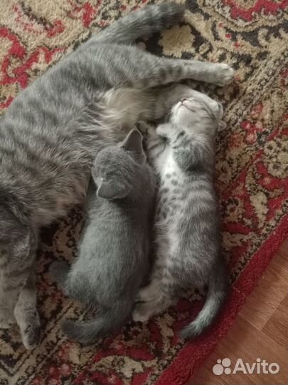 Кошка