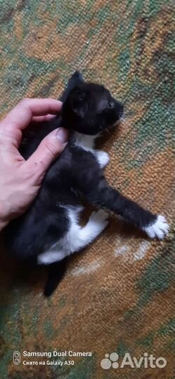 Котенок мальчик 1 месяц
