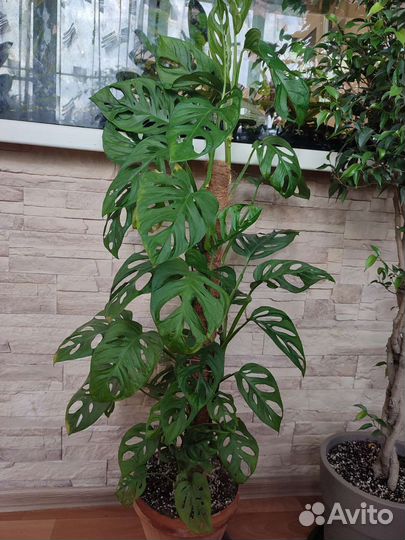 Монстера адансона (манки)
