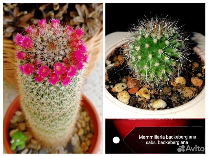 Суккуленты - цветущие кактусы, редкие и не очень