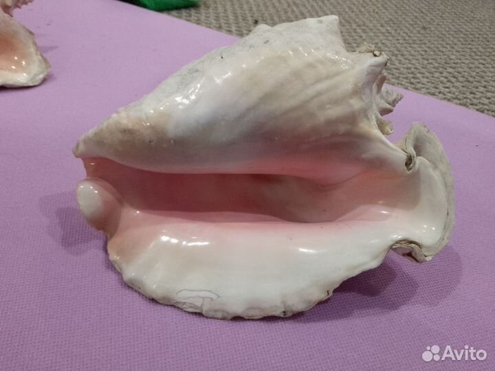 Ракушка морская большая