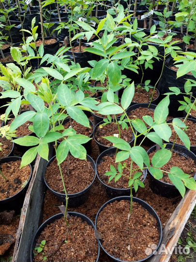 Орехи / Саженцы древесных растений