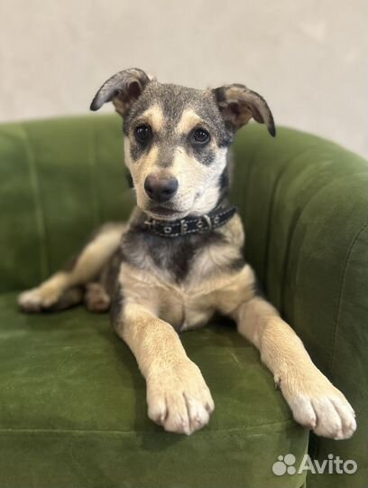 Щенок в добрые руки бесплатно мальчик