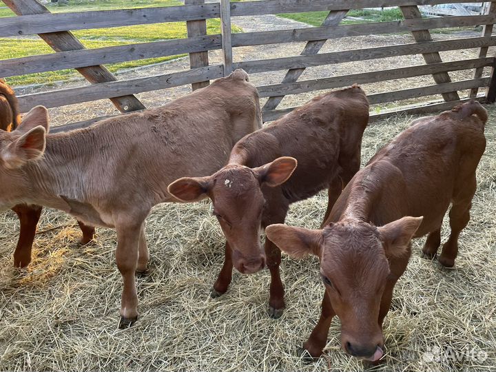 Телята бычки