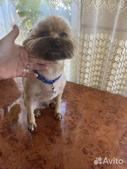 Груминг животных