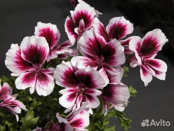 Пеларгонии Ангелы