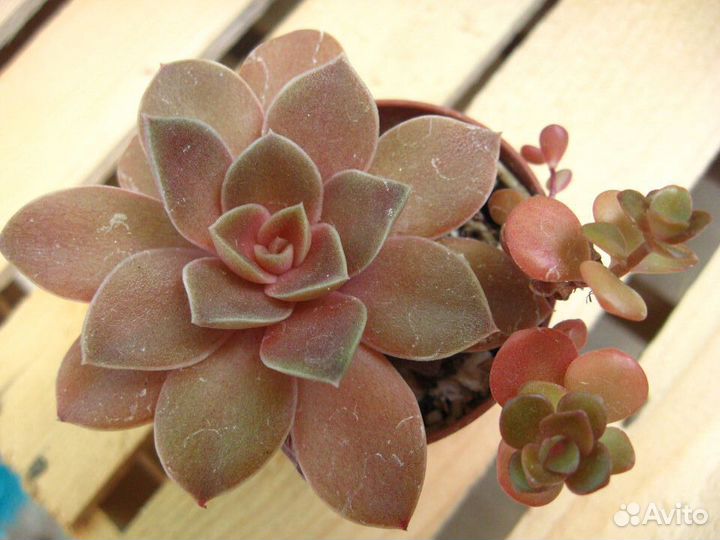 Цветные, пёстрые, розеточные суккуленты