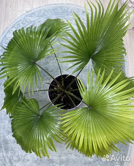 Пальма Ливистона (Livistona Rotundifolia)