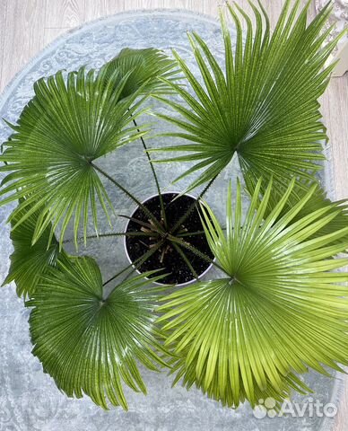 Пальма Ливистона (Livistona Rotundifolia)