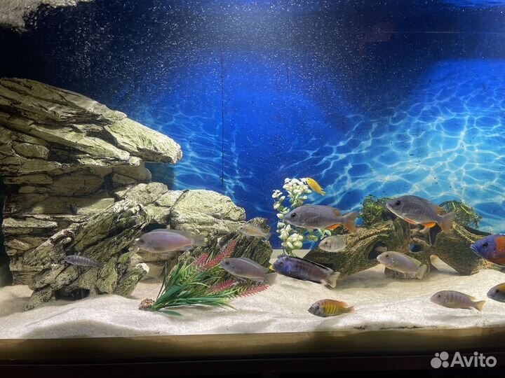 Аквариум с рыбками