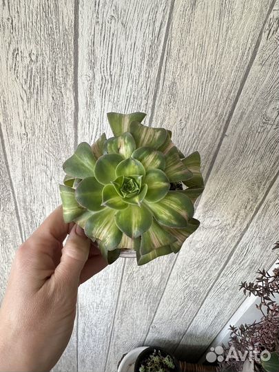 Суккуленты Эониумы