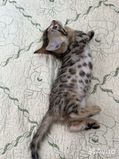 Бенгальские котята