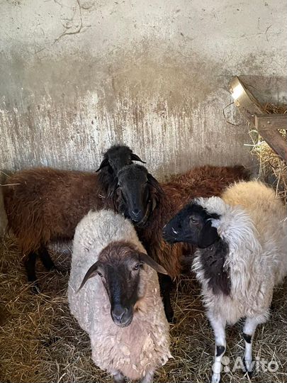 Овцы бараны
